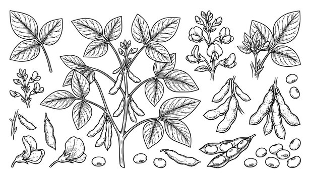 Hand Drawn Soybean Botanical Set with Pods Leaves and Seeds for Coloring Book Design