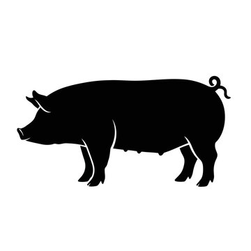 Video black silhouette of a pig standing in profile, simple vector illustration of a farm animal