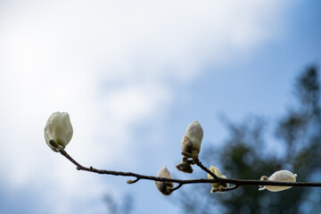 White magnolia flower buds on a branch before blooming against a blue sky with soft clouds in south korea. © 완수 안