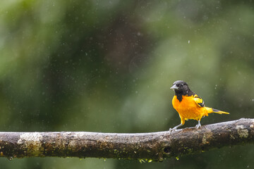 Male baltimore oriole perched on a wet branch in the rain, wild Icterus galbula bird profile portrait in the tropical jungle of Costa Rica. © Teresa