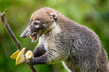 White-nosed coati showing teeth while eating banana in the rain, wild Nasua narica profile portrait with open mouth in Costa Rica. © Teresa