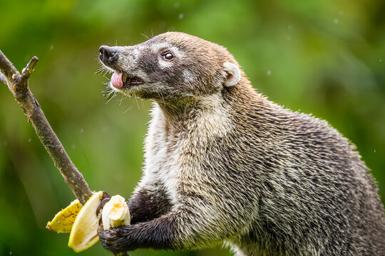 White-nosed coati eating banana in the rain, funny wild Nasua narica sticking tongue out in the jungle of Costa Rica.