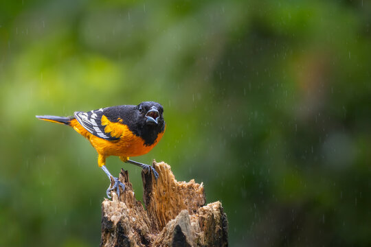 Male Baltimore Oriole (Icterus galbula) singing with open beak on a stump in the rain, Costa Rica.