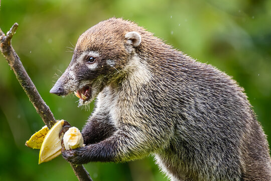 White-nosed coati showing teeth while eating banana in the rain, wild Nasua narica profile portrait with open mouth in Costa Rica.
