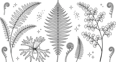 Botanical fern frond line art collection featuring tropical forest leaves fiddlehead crosier staghorn and maidenhair foliage design elements © S O H A G