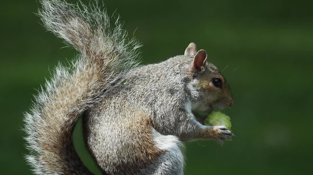 closeup of american grey squirrel (Sciurus carolinensis) eating a peach