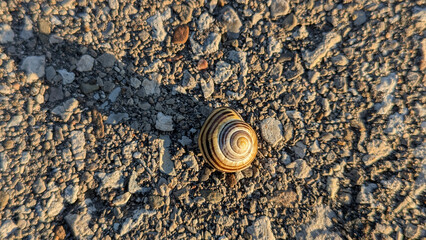 A snail by the river side going about its business.. Credit Meadows, Mississauga, ON, Canada © Ravi