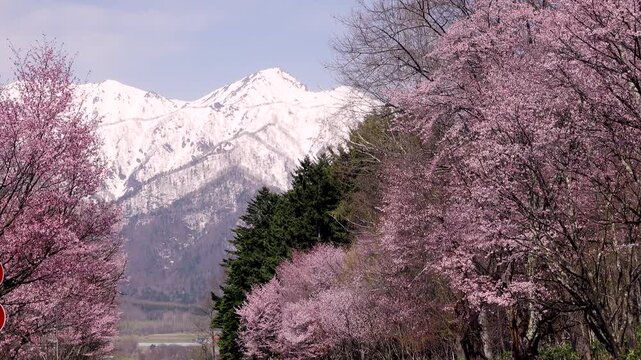東大演習林樹木園の桜と夕張山地