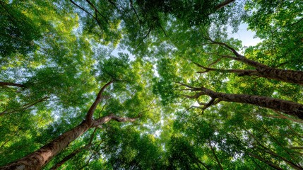 Fototapeta premium Sunlight filtering through a dense, verdant forest canopy