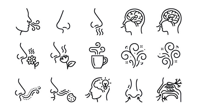 Olfactory sense and aromatherapy scent line icons.