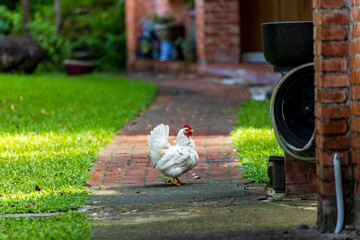Obraz premium Backyard Hens Spreading Their Wings on a Green Lawn: A Documentary Photograph of Nature and Animal Ecology