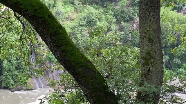 tree with creeper in the forest