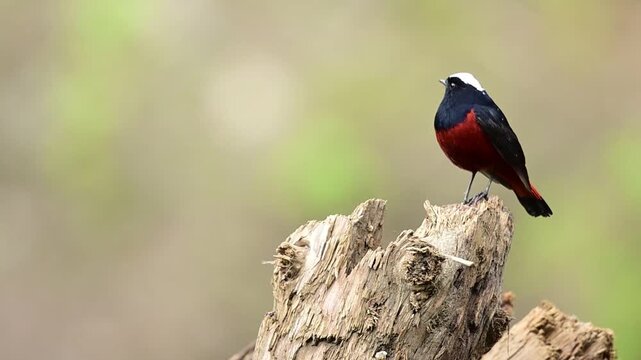 A beautifully balanced nature clip celebrating mountain stream biodiversity, where a striking red-and-black songbird commands the frame before moving out of sight.