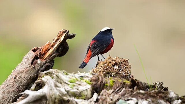 A graceful avian profile video where the stillness of a rainy afternoon is punctuated by a sudden, energetic jump into the lower undergrowth.