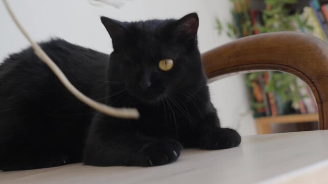 a cute, one-eyed black cat playing with a piece of string inside a brightly lit house