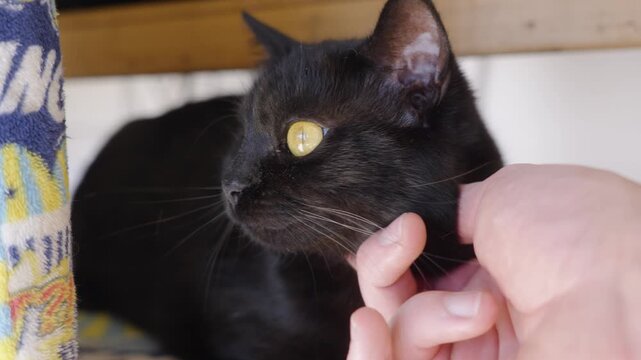 close-up of a white human hand stroking the chin of a cute black cat missing its right eye