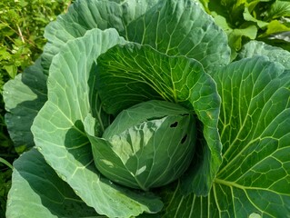 Obraz premium Vibrant Green Cabbage Growing in a Lush Garden with Water Droplets on Leaves