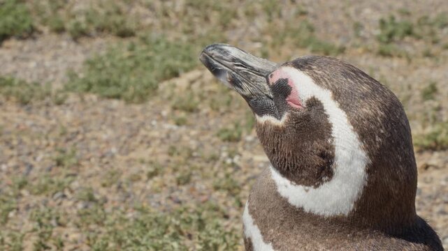 Closeup of Magellanic penguin head resting on dry ground in Patagonian habitat, arid desert of Trelew Argentina