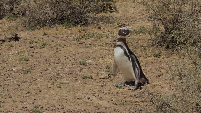 Magellanic penguin standing on arid coastal terrain with sparse vegetation in Patagonia, Trelew Argentina
