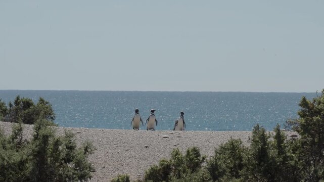 Magellanic penguins gathered on a pebble beach walk over ledge with sparkling shimmering sea water in backdrop and coastal desert shrubs in foreground, Patagonia Trelew Argentina