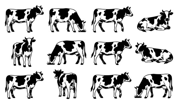 Twelve Holstein Friesian Cow Silhouettes Black and White Dairy Cattle Vector Collection