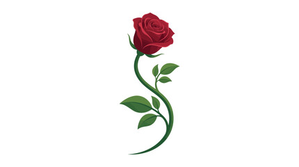 Fototapeta premium Single red rose vector illustration with elegant curved green stem and leaves isolated on white background. Clean modern floral graphic for romantic or botanical design themes.