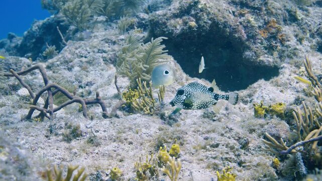 Smooth trunkfish, foureye butterflyfish, and a bluehead wrasse on a diverse coral reef in Key Largo Florida