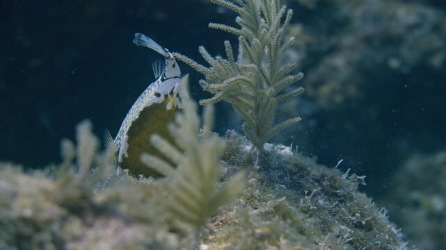 Smooth trunkfish feeding on a coral reef in Key Largo Florida