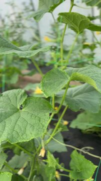 Green cucumbers growing and hanging on vine in greenhouse, fresh organic vegetables, indoor farming process, healthy crop development, agriculture and gardening concept.