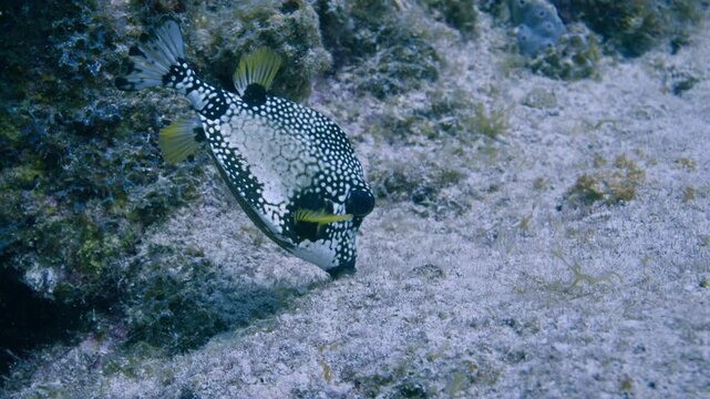 Spotted trunkfish cruising close to a sandy seabed in Key Largo Florida