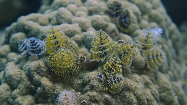 Multicolored Christmas tree worms blooming on a mustard hill coral colony in Key Largo Florida