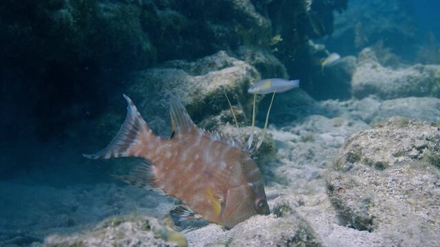 Hogfish lookin for food over a rocky coral reef substrate in Key Largo Florida