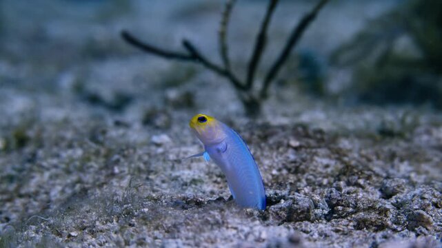 Yellowhead jawfish peeking out from its sandy burrow home in Key Largo Florida