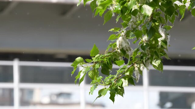Branches of blooming poplar tree with clusters of fluff hanging outdoors swaying in wind, active poplar tree blossoms dispersing seeds, fluff traps grass pollen and contributing to allergy symptoms.
