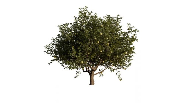 Isolated 3D realistic tree on the wind,White background with transparent cut out animation and alpha channel. 60 fps, aspect ratio 16:9, 4k 3D illustration. seamless loop.