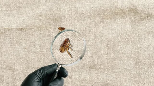 Macro View of Flea Observed Through Magnifying Glass Held by Gloved Hand for Scientific Entomology Research, Animal Health Prevention, and Professional Pest Control Inspection for Laboratory Study and