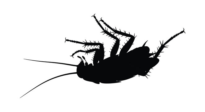 Cockroach Silhouette On White Background Insect Vector Illustration