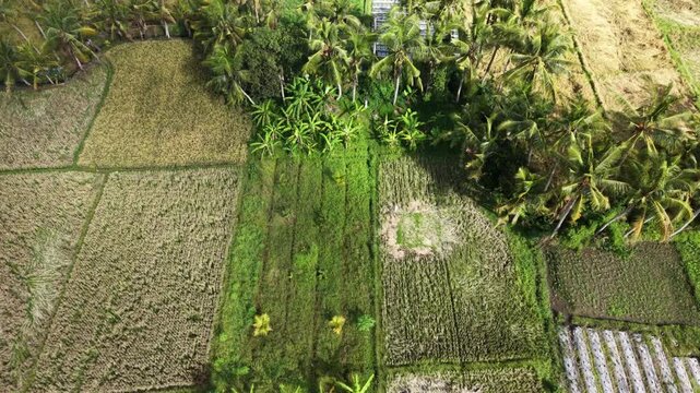 Aerial View of Traditional Subak Rice Fields and Tropical Agriculture in Bali