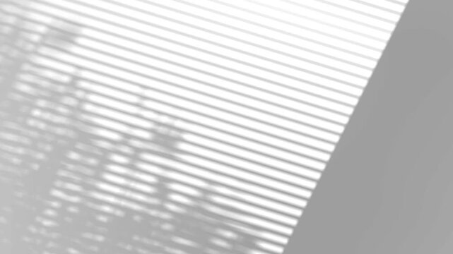 Smooth shadow tree branches leaves blinds window footage video 3d rendering