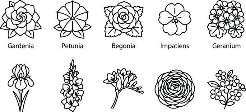 Labelled flower icons including gardenia petunia begonia impatiens geranium and iris in linear art style.
