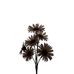 Obraz premium Simple daisy bouquet silhouette against white background, foliage, floral arrangement