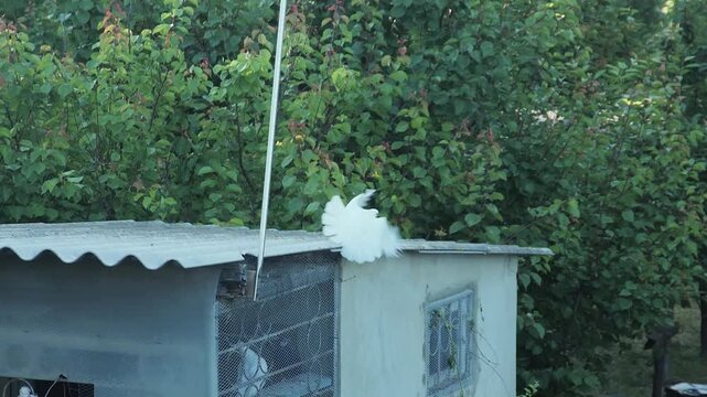 Slow motion of a white roller pigeon performing a backward flip acrobatics from a dovecote roof.
