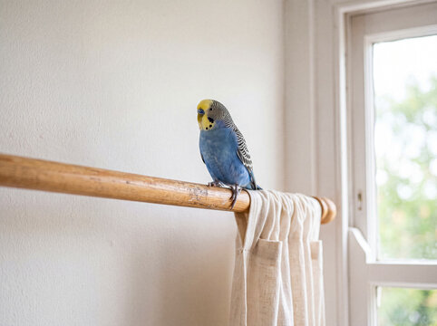 Bright blue budgerigar bird perched gracefully on a wooden curtain rod inside a cozy home.