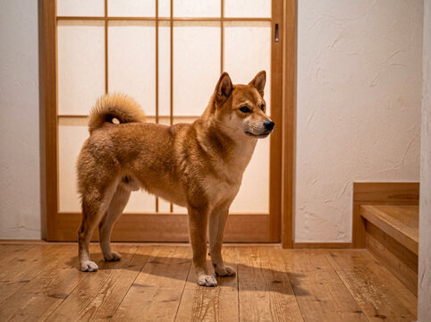 Graceful Shiba Inu dog standing attentively on a shiny wooden floor in a tranquil Japanese home interior.