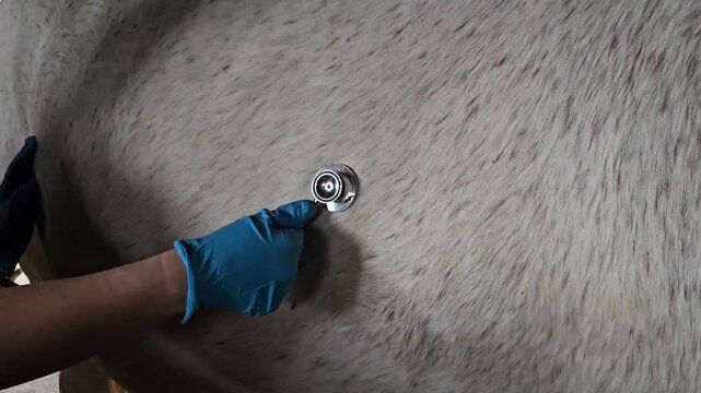 Horse examination in a stable using a stethoscope by a veterinarian during a regular check-up