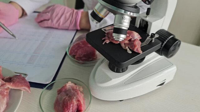 Exploring tiny details of animal tissue samples under a microscope in a lab setting