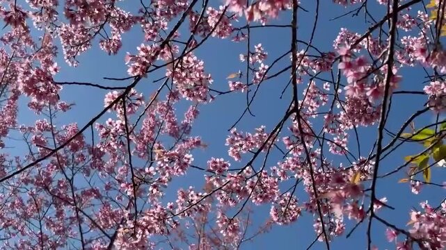 Pink flower sakura blossom