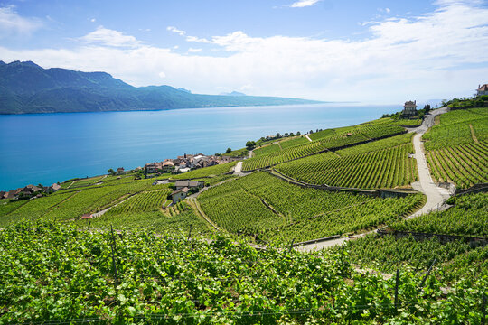 View of the terraced vineyards of Les vignes de Lavaux overlooking Lake Geneva with distant mountains under a bright blue sky in Bourg-en-Lavaux, Vaud, Switzerland.