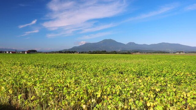 ニセコ連峰と豆畑