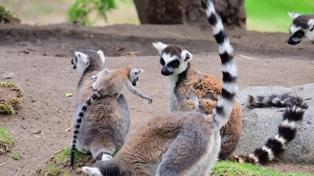 lemur carrying its young while living with others